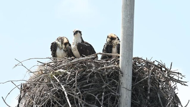 Family of Ospreys in a nest at Everglades National Park, Florida