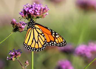 Close up portrait of a Monarch Butterfly clutching a Purple Verbena plant with a soft garden background.