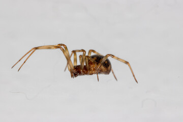 spider on the web