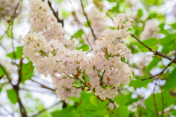 Blooming spring flowers. Beautiful flowering flowers of lilac tree. Spring concept. The branches of lilac on a tree in a garden.