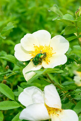 Blooming spring flowers. Beautiful blooming wild rose bush (dog rose, Rosa canina).