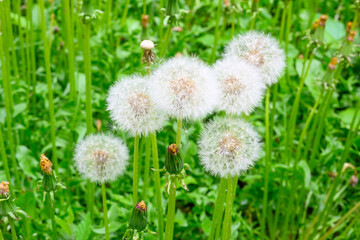 Glade of fresh meadow dandelions on a sunny spring day. Flowering dandelions. Excellent background for the expression of spring mood. Dandelion plant with a fluffy bud.