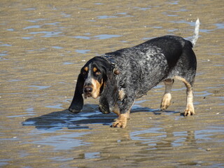closeup of a basset bleu gascony on the beach in Normandy, France