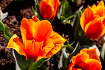 red and yellow tulips