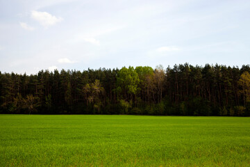 agricultural field with grass and other plants