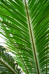 Textured background from beautiful palm leaves. Copy space. 