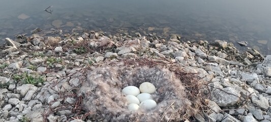 7 Goose eggs