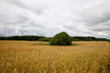 Obraz premium an agricultural field where cereal wheat is grown