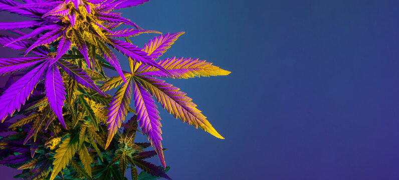Cannabis Marijuana Leaf Background. Aesthetic beautiful medical marijuana leaves. Long banner with big purple cannabis leaf in colored purple light. Colorful hemp background