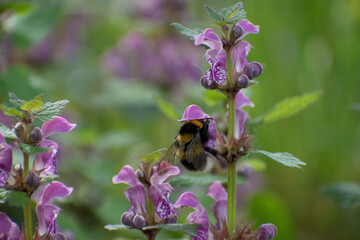 Abeille et bourdon qui butine une fleur