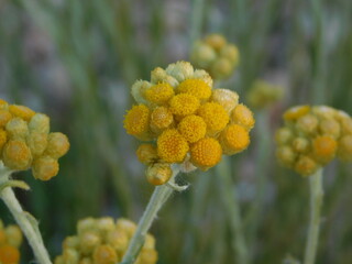 Flores compuestas amarillas. 