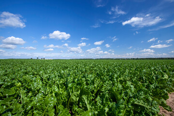 Fototapeta na wymiar agricultural field where beets grow for food production
