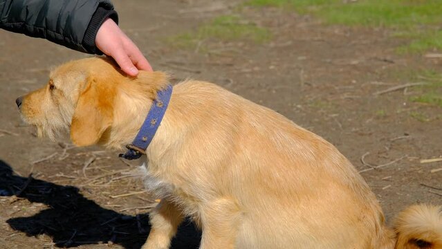 4K Video. Animal love concept video. A man loves golden color dog. 