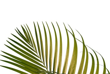 Fototapeta premium Tropical coconut leaves on white isolated background with copy space for background backdrop