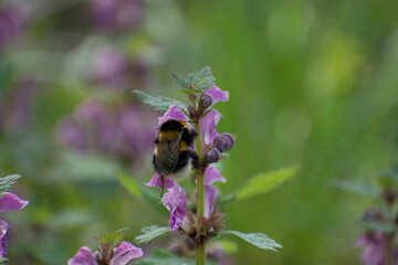 Abeille et bourdon qui butine une fleur