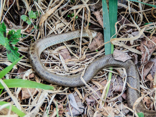 snake among the leaves and grass in the spring - Romania