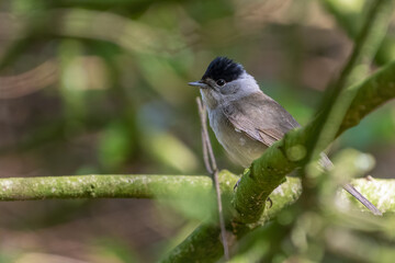 Male Eurasian blackcap (Sylvia atricapilla) perched on a branch in the forest. Migratory warbler species. 