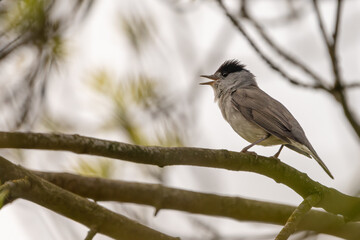 Male Eurasian blackcap (Sylvia atricapilla) singing in spring. Migratory warbler species. 