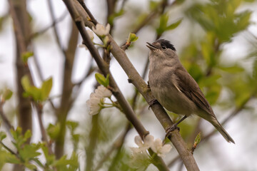 Male Eurasian blackcap (Sylvia atricapilla) singing in spring, Norfolk, UK. Beautiful songbird portrait.