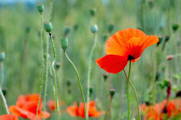Green and red landscape of poppy field background. Copy space for design.