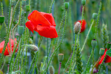 Green and red beautiful landscape of poppy field background.
