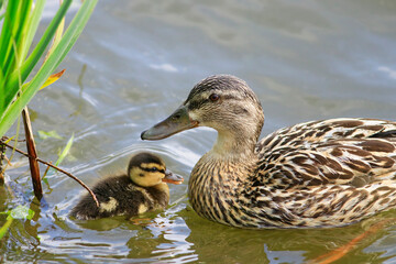 Caneton et cane colvert dans l'eau