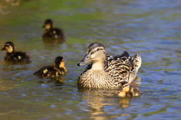 Caneton et cane colvert dans l'eau