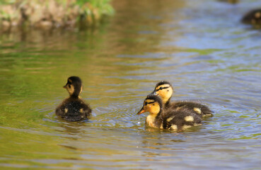 Caneton et cane colvert dans l'eau