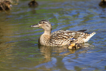 Caneton et cane colvert dans l'eau