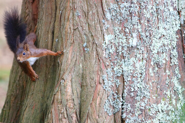 Joli écureuil debout sur ses pattes 