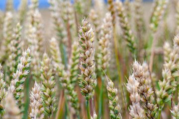 green yellow wheat cereals before harvest