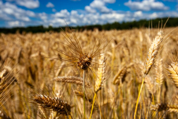 unripe dry wheat before the grain harvest