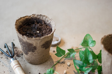 Peat pot for home seedlings with small rack and green leaves.