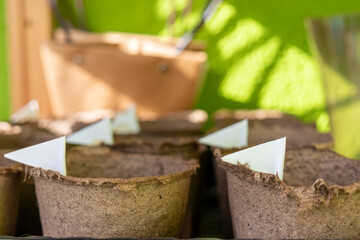Peat pots for home seedlings with a flag for the name of the plant