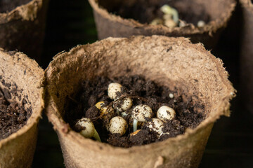 Peat pots with pea sprout inside. Close-up.