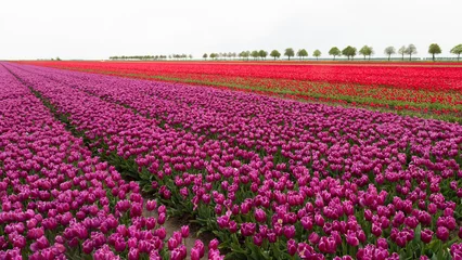 Wandcirkels aluminium Purple and red tulips on the field with a row of trees in the background. © Jan van der Wolf