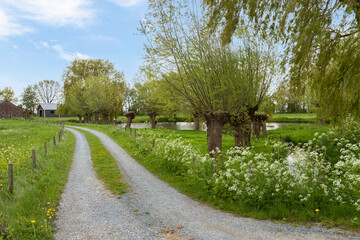 Narrow country road with pollard willows along the way and flowering spring plants. - obrazy, fototapety, plakaty