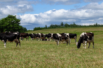 Plakat grazing a herd of cows in a field with green grass in summer