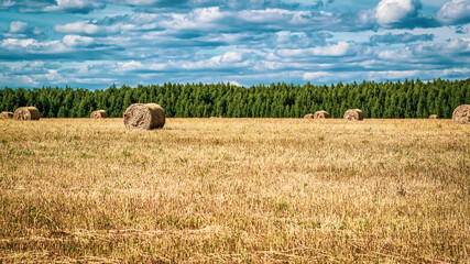 Fototapeta premium a field with straw bales