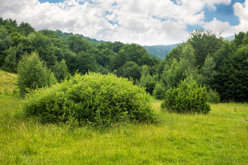 Obraz premium green nature landscape in summer. trees on the grassy hills and meadows. bright sky with clouds. beautiful environment background
