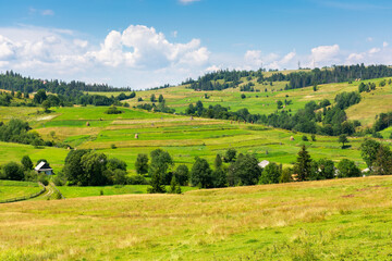 Fototapeta na wymiar mountainous rural landscape on a sunny day. trees and fields on the grassy hills. bright summer day with fluffy clouds on the sky