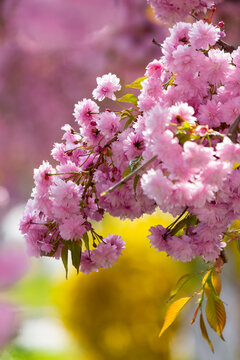 japanese cherry blossom in spring season. beautiful pink flowers. floral nature background in the garden