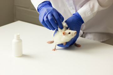 Scientist (chemist,technologist) tests a new product (medicine,remedy), applying it on the skin (fur) of white lab rat (hamsters) with cotton wool. White bottle is beside. Horizontal plane, copy space