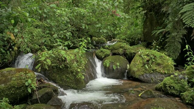 Tropical cloud forest river, La Amistad International Park, Chiriqui, Panama, Central America - stock video