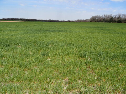 Field of drought-stricken winter wheat in Butler county, Kansas, April, 2022. 