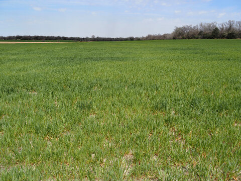 2022 Kansas wheat crop which is under considerable strain due to drought conditions.. Photo taken in Butler county, Kansas, April 16, 2022.