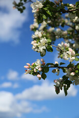 Bokeh flower Background. Blooming apple tree in spring time. Spring background