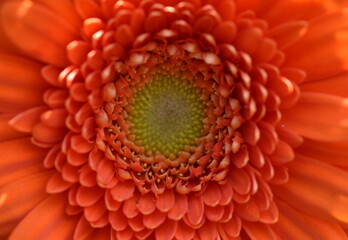 Nahaufnahme einer Gerberablüte