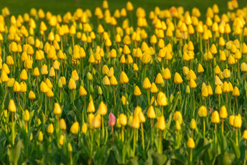Beautiful tulips in spring morning in Bjelovar
