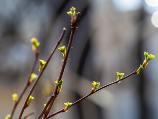 A branch with young leaves. Concept of the beginning of spring